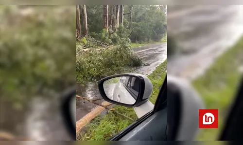 Chuva forte provoca queda de árvore na BR-369 em Jandaia do Sul