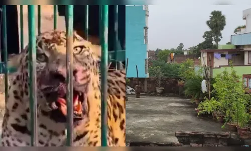 Bebê é morto por leopardo enquanto brincava em quintal de casa