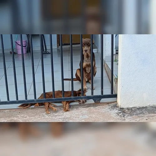 Moradora denuncia morte de cães por envenenamento em Cambira