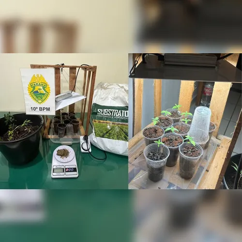 PM descobre 'laboratório' de maconha após morador ser dado como morto