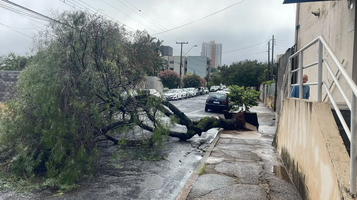 Queda de árvore em Apucarana