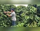 Após anos de estiagem, chuva e alta no preço do café animam produtores