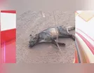 Cachorro-do-mato é atropelado em Ivaiporã e resgatado pelos bombeiros
