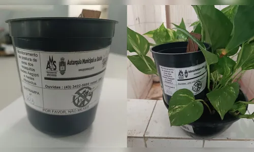 Apucarana reforça combate à dengue com a instalação de 427 ovitrampas