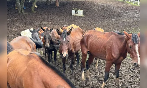 Homem é preso por maus-tratos e abandono de 40 cavalos no Paraná