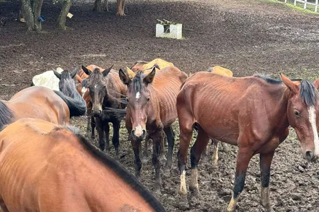 Alguns cavalos haviam morrido no local nos últimos dias, segundo a PC-PR