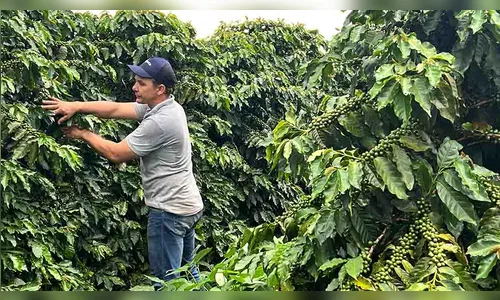 Após anos de estiagem, chuva e alta no preço do café animam produtores