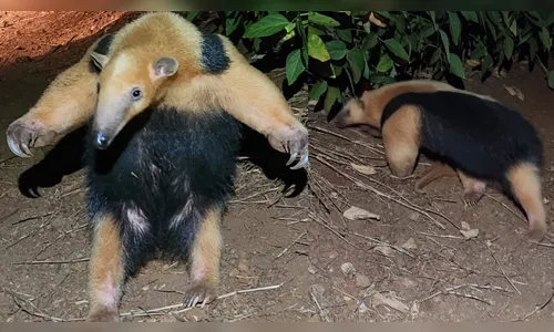 Tamanduá é resgatado em residência na Vila Industrial em Arapongas