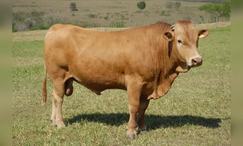 Raça de gado paranaense será destaque em Show Rural em Cascavel