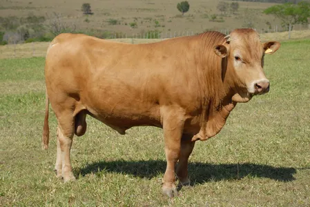 As fêmeas da raça também se destacam pela habilidade materna e boa produção de leite, características herdadas do Caracu e do Angus