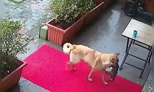 Cachorra salva filhote da morte ao levá-lo sozinha ao veterinário