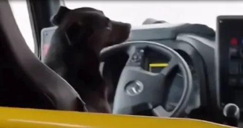 Cachorro ao volante viralizou