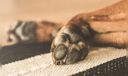 Mulher é presa por maus-tratos após deixar cachorro morrer em Marumbi