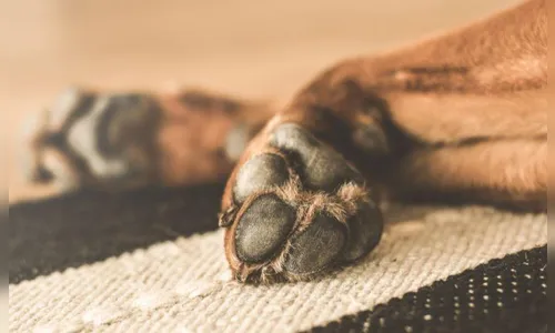 Cachorro vítima de maus-tratos é resgatado pelo Centro de Saúde Animal