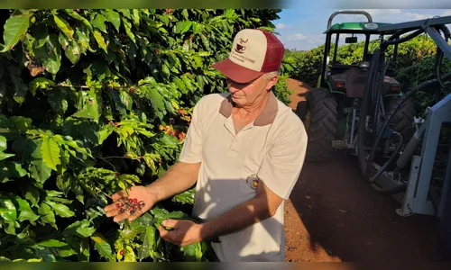 Café de Apucarana quer selo de reconhecimento de indicação geográfica