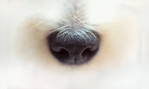 Tutor é preso após amarrar cachorro com corda curta e animal morrer