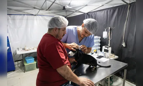 CastraPet Paraná realiza mutirão de três dias em Apucarana