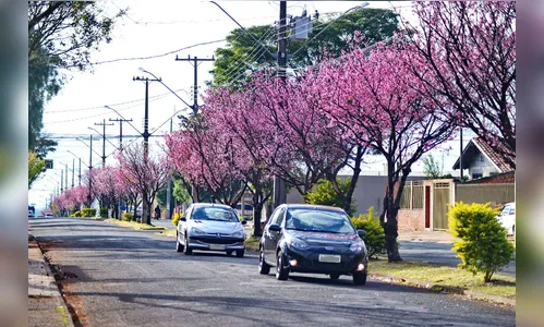 Apucarana inicia discussão do novo Plano de Arborização