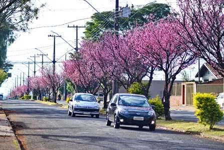Conforme dados de 2019, Apucarana tinha 23.800 árvores