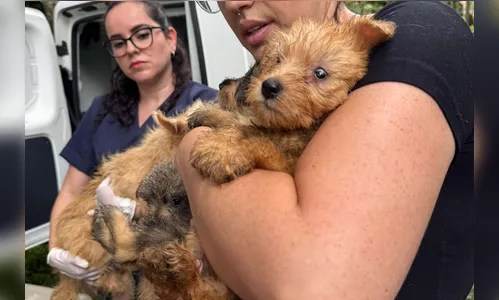 Polícia Civil resgata mais de 130 cães vítimas de maus-tratos no PR