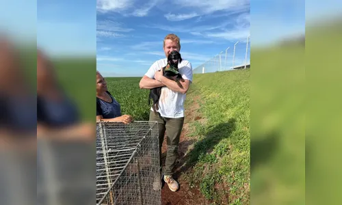 Cachorrinha que sumiu em acidente é encontrada 22 dias depois