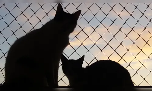 PM é chamada após homem pedir para clínica pet “ressuscitar” gato