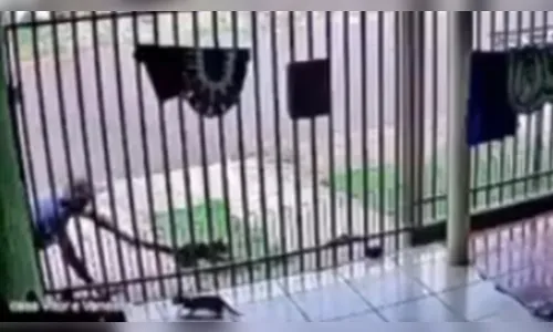 Gato é arrastado pela calçada e jogado contra asfalto no Paraná