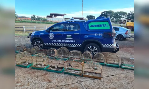 Homem tenta regularizar 18 pássaros silvestres e perde todas as aves