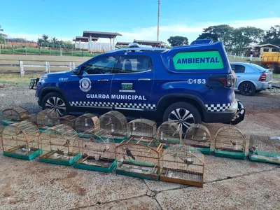 Homem tenta regularizar 18 pássaros silvestres e perde todas as aves