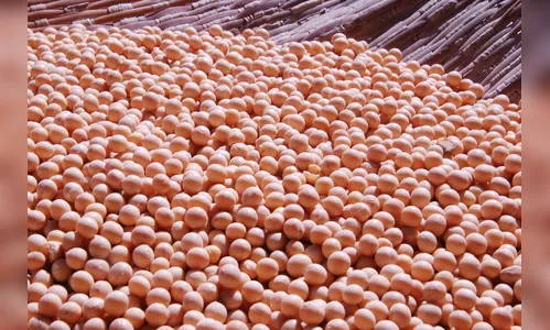 IBGE prevê safra de soja recorde de 167,3 milhões de t em 2025