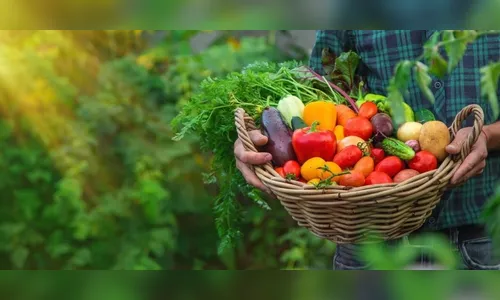 Sesan faz balanço de ações do programa de Aquisição de Alimentos