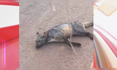 Cachorro-do-mato é atropelado em Ivaiporã e resgatado pelos bombeiros