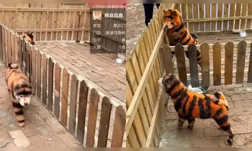 Zoológico pinta cães para parecerem tigres e enganar visitantes