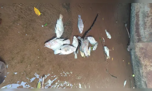 Secretaria descarta crime ambiental pela morte de peixes no Jaboti
