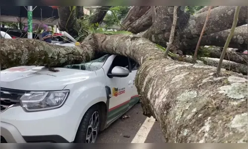 Homem sai vivo de queda de árvore enquanto dormia no carro no PR