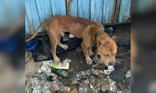 Homem é preso por manter seis pitbulls acorrentados e sem comida no PR