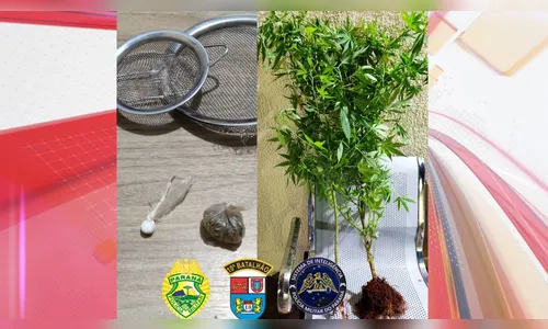 PM encontra pés de maconha e porções de drogas em casa de Califórnia