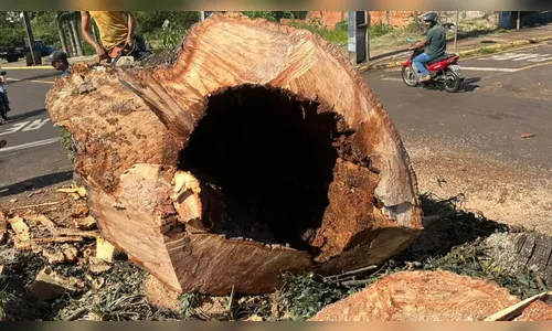 “Paineira da rotatória” estava oca e corria risco de queda, diz Sema