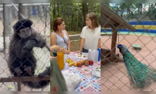 Bosque Municipal de Apucarana é reaberto para visitas; saiba mais