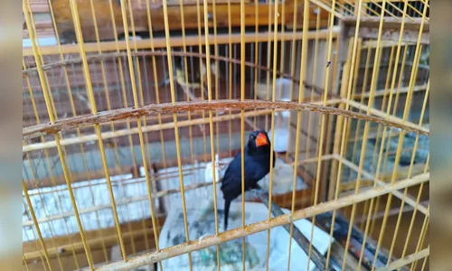 IAT resgata 33 aves silvestres em cativeiro irregular no Paraná