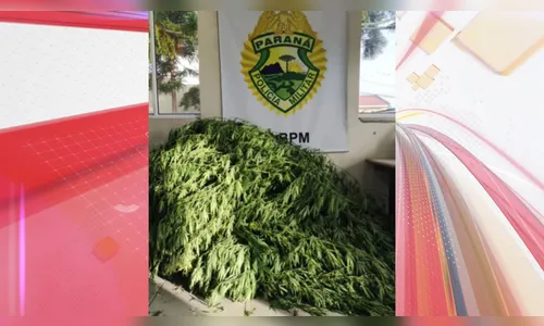 PM apreende pés de maconha de dois metros de altura no Paraná