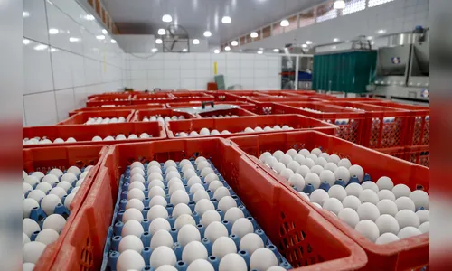 Projeto transforma Arapongas na 