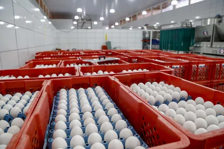 Produção de ovos em granja de Arapongas