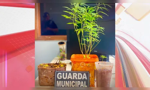 Morador é preso plantando maconha na Colônia dos Novos Produtores