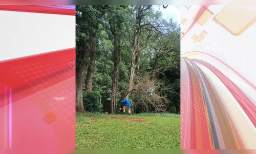 Secretaria de Meio Ambiente faz manejo da arborização no Parque Jaboti