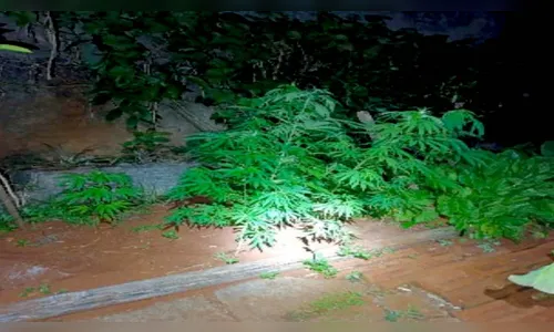 PM encontra plantação de maconha em quintal de residência de Pitanga
