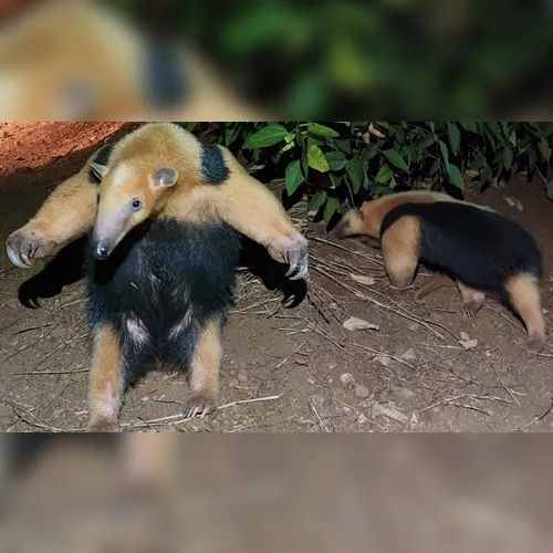 Tamanduá é resgatado em residência na Vila Industrial em Arapongas