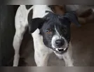 Moradora aciona a PM após cachorro avançar sobre ela em Ivaiporã