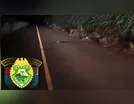 Motociclista fica ferido em acidente na PR-517; motorista fugiu