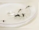 AEDES AEGYPTI